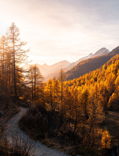 Weg im Wals in Luzern - artureon Laminat